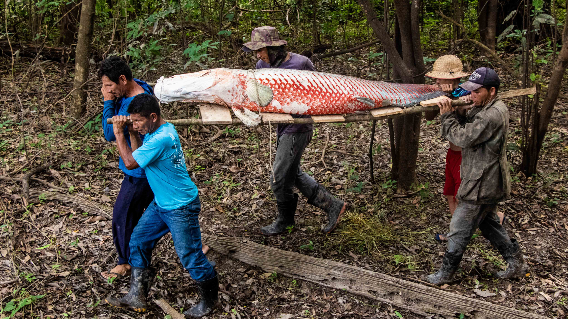 Manejo do pirarucu ganha protagonismo na COP 30